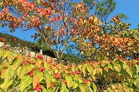 芦屋の秋を探しに行こう写真6