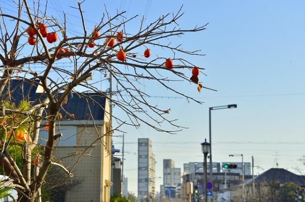 芦屋の空とカキ（花水木通り 呉川町4付近）