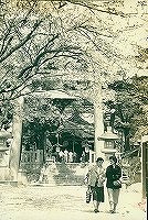 芦屋神社の桜（昭和35年ごろ）
