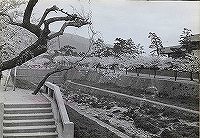 芦屋川の桜と市民会館（昭和40年ごろ）