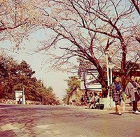 日の出橋付近の桜（昭和40年）