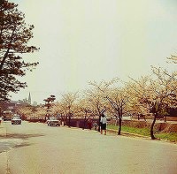 芦屋川沿いの桜（昭和40年）