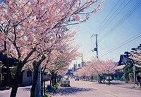 川西線の桜（昭和55年）
