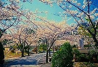 芦屋市霊園の桜（昭和55年）