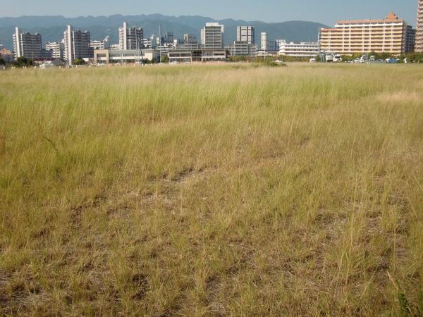 写真：除草作業前