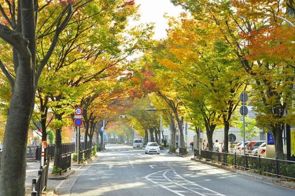 トンネルみたいだね（宮川けやき通り）