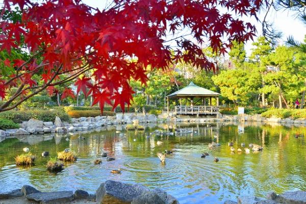 鳥たちも羽を休めて紅葉見物（西浜公園）