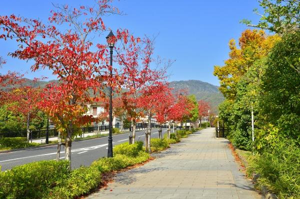 サクラの紅葉（川西線）