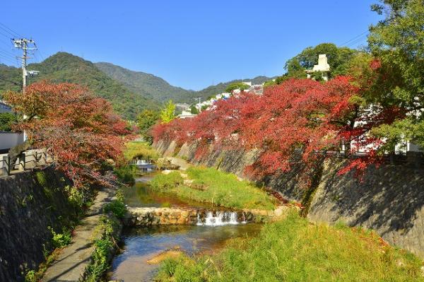 サクラの紅葉（開森橋）