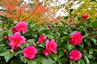 秋色に染まる芦屋写真5