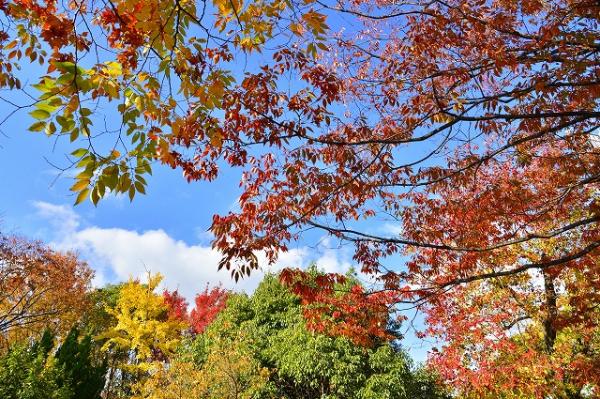 葉の間からのぞく青空（中央公園）