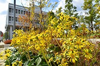 秋色に染まる芦屋写真7