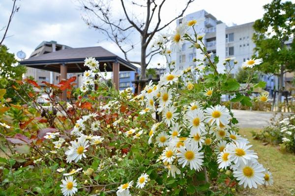 コギク（大桝公園）