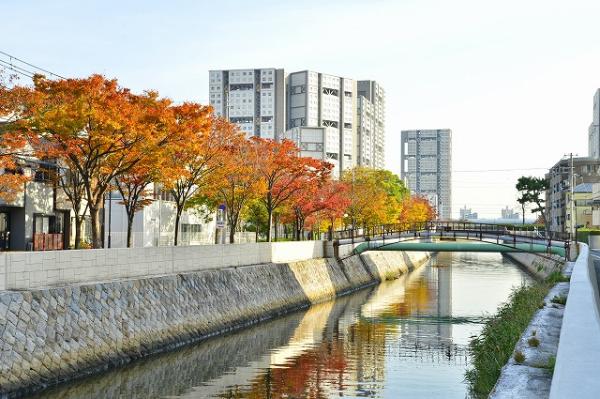 ケヤキの紅葉（下宮川橋付近から）