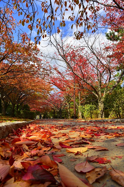 赤いじゅうたんのような落ち葉（中央公園）