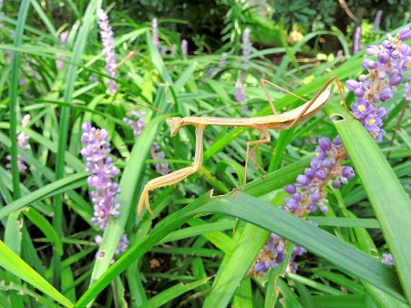 ヤブランとカマキリ（前田公園）