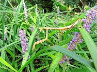 芦屋の秋のはじまり写真5