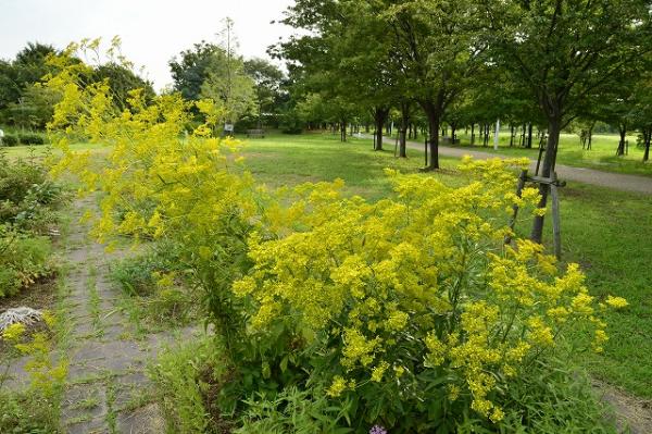 オミナエシ（総合公園）