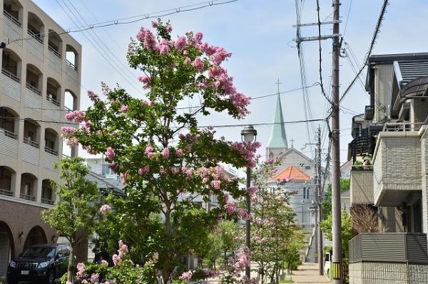 サルスベリ（公光町・川東線付近）