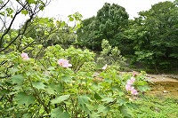 芦屋の秋のはじまり写真12