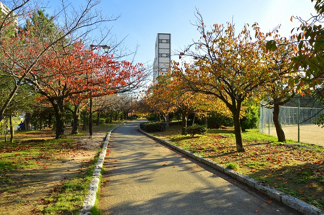 中央公園の紅葉