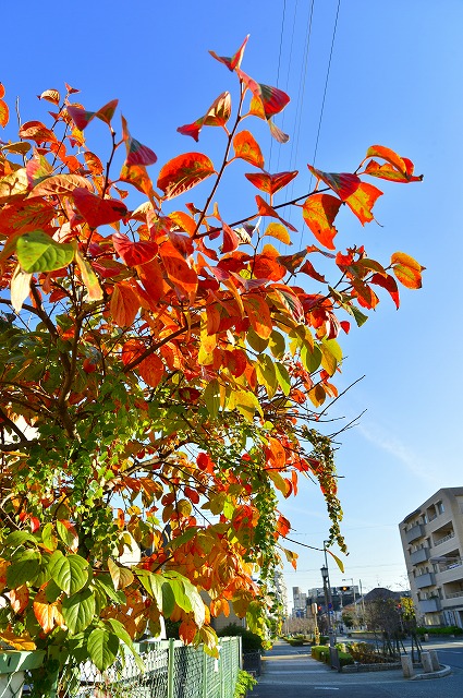 紅葉が道を楽しませてくれます