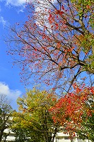 芦屋の晩秋写真10