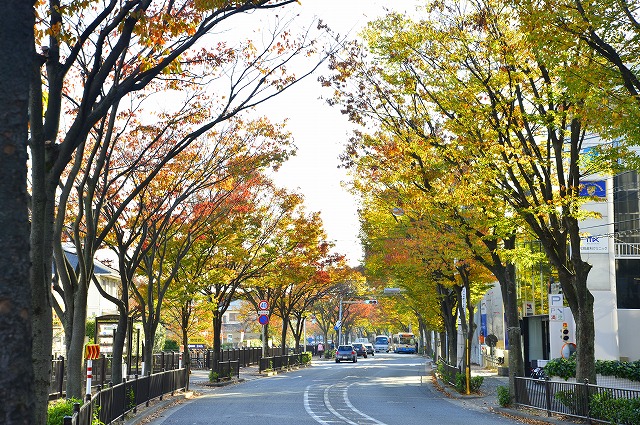 宮川けやき通り