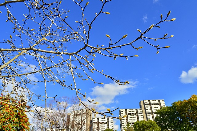 中央公園のコブシ