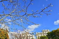 芦屋の冬のはじまり写真10