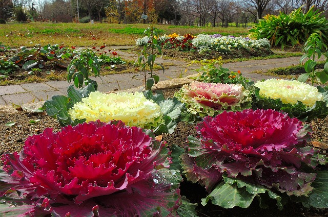 総合公園にもハボタンがあります