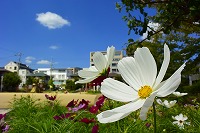 芦屋の秋みーつけた！写真5