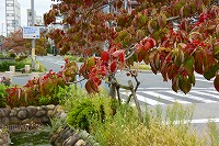 芦屋の秋みーつけた！写真6