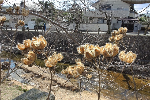 フヨウの種（開森橋付近）