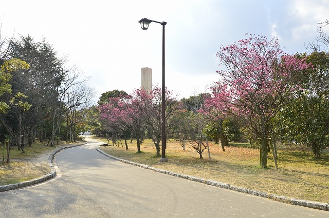 中央公園にも春の訪れ