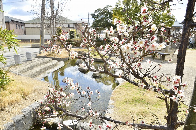 ウメ（清水公園）