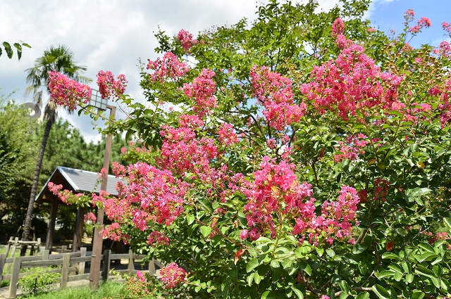 サルスベリ（前田公園）