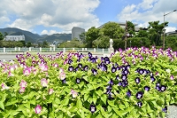 芦屋の秋を探しに行こう写真3