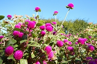 芦屋の秋を探しに行こう写真5