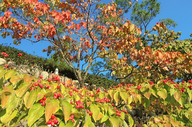 ハナミズキの実（市役所前）