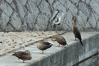 芦屋の秋を探しに行こう写真11