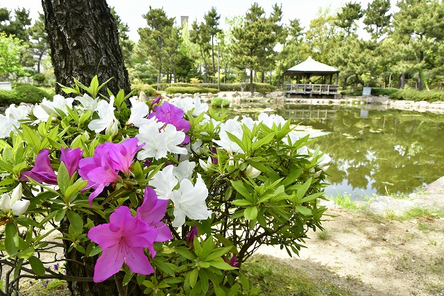 ツツジ（西浜公園）