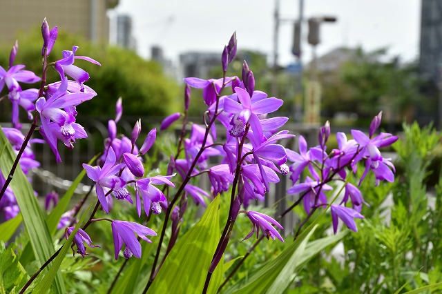 シラン（花水木通り）