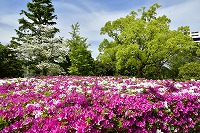 花と緑の芦屋写真6