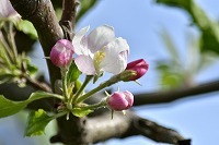 花と緑の芦屋写真7