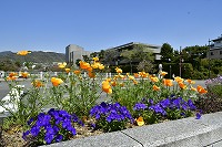 花と緑の芦屋写真8