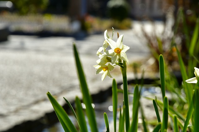 スイセン（清水公園）