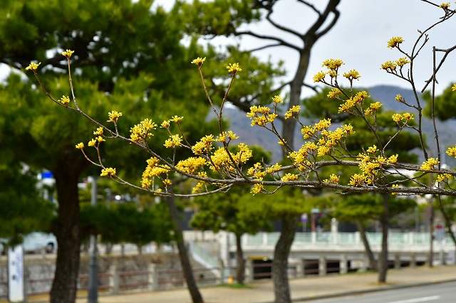 サンシュユ（業平公園）