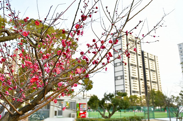 ウメ（中央公園）