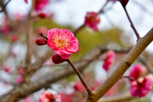 ウメ（中央公園）